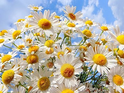 开云电竞_日本开发出现实版“变形金刚”汽车1分钟可变成机器人(图3) 开云电竞官网