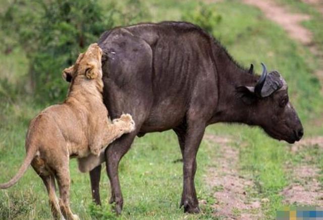 “开云电竞”马特乌斯:桑谢斯身上有我的影子 本赛季属于他(图1) 开云电竞官方网站