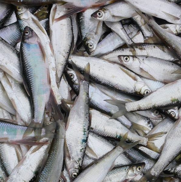 勒沃库森主场大胜法兰克福_开云电竞(图4) 开云电竞官方网站