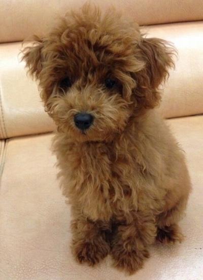 开云电竞_重大突发!美国将正式提出引渡孟晚舟的请求,华为的硬仗才刚刚开始(图1) 开云电竞官网