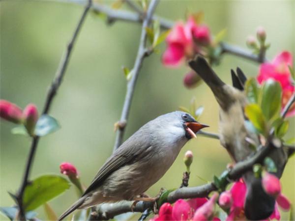 江西瑞昌:四大特色养殖助农富‘开云电竞’(图2) 开云电竞