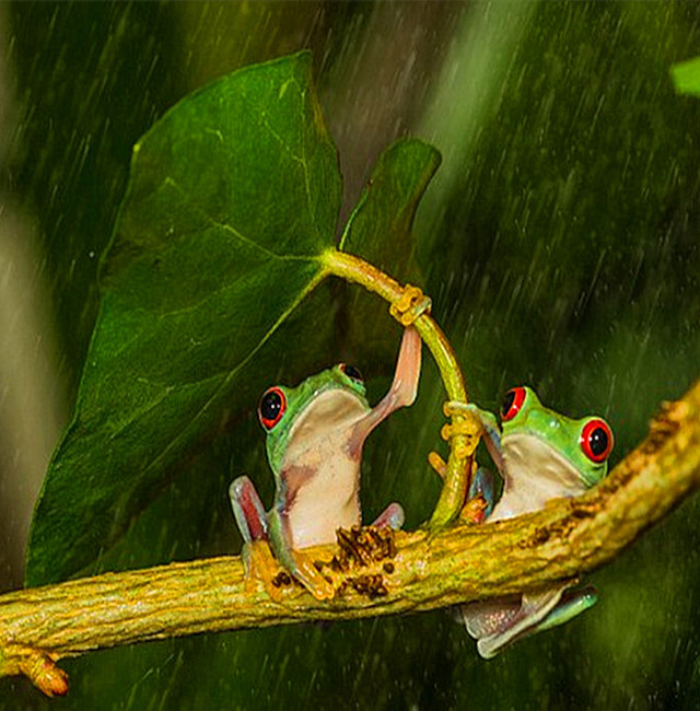 韩国人开始在宠物身上整容 打肉毒杆菌开眼角“开云电竞”(图3) 开云电竞