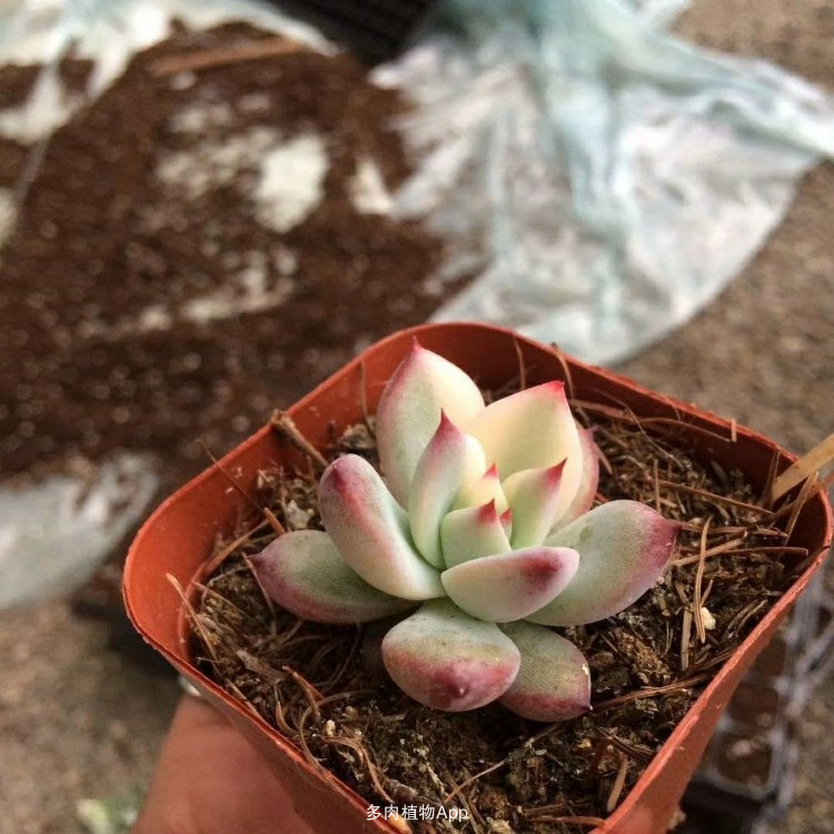 开云电竞官方网站