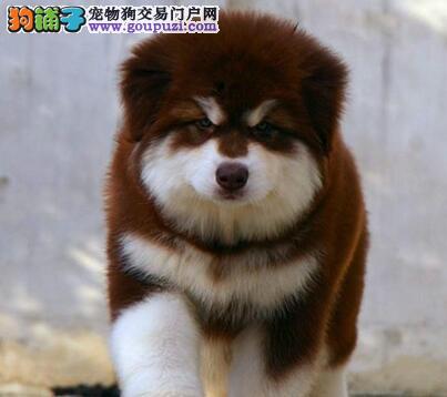 什么是专升本 专升本中 你一定要知道的事-开云电竞(图1) 开云电竞官网