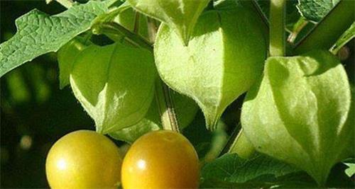 开云电竞官方网站