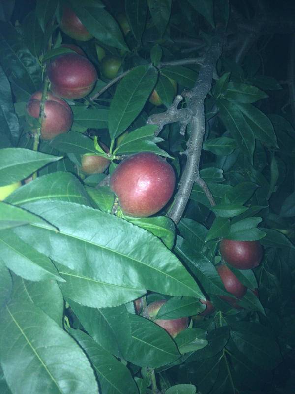 开云电竞官方网站