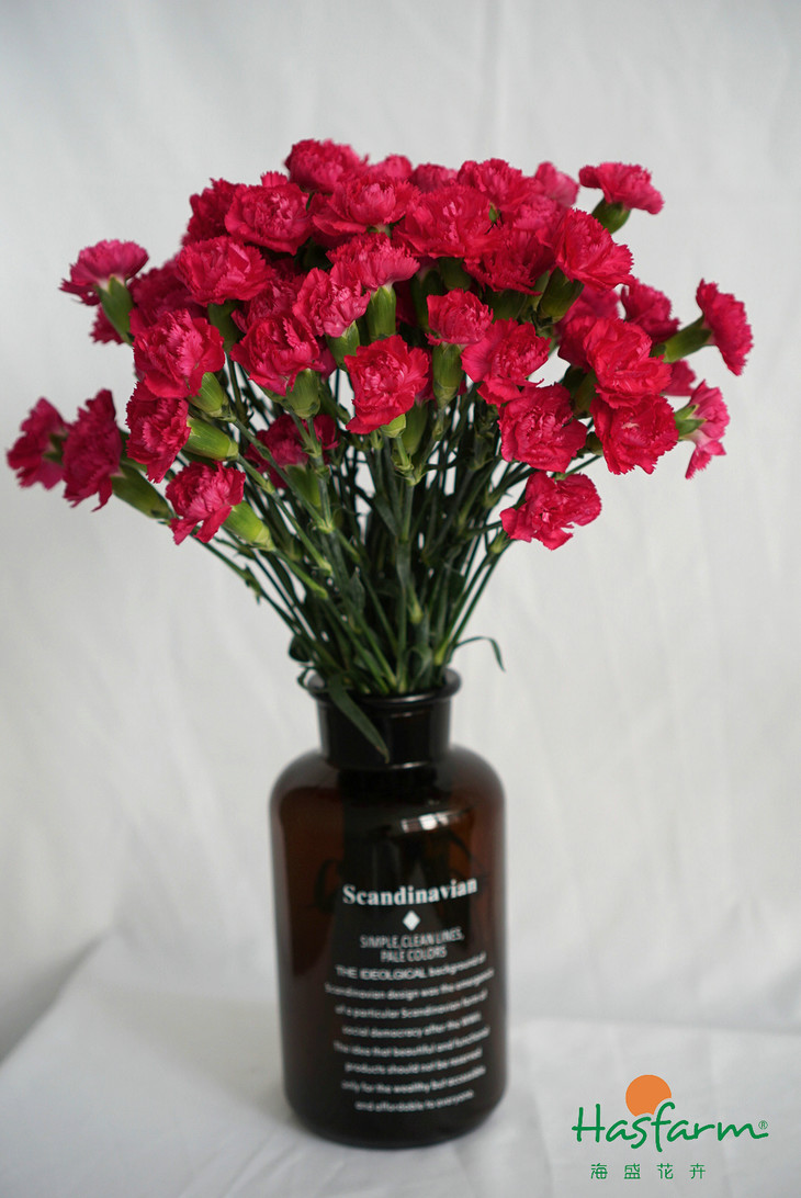 开云电竞官方网站