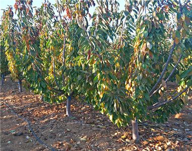 开云电竞官方网站