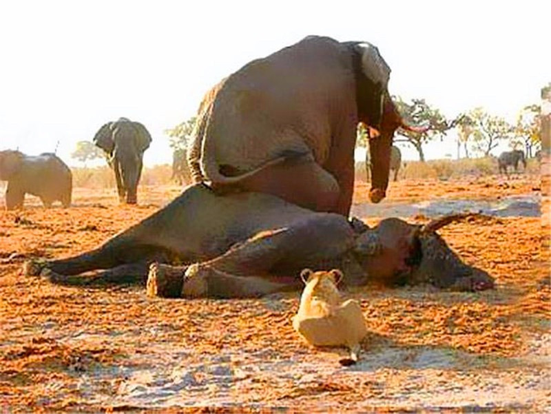 “开云电竞”13日德甲推荐:奥格斯堡VS多特蒙德(图1) 开云电竞官方网站