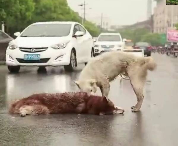 韩国最美警察走红 曾是选美冠军(组图)|开云电竞官方网站(图3) 开云电竞官方网站