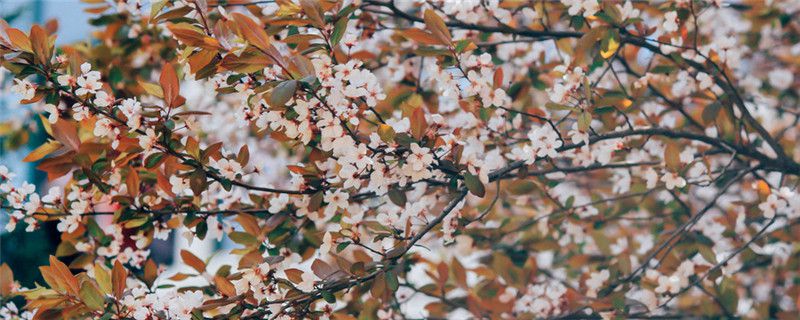 开云电竞官方网站