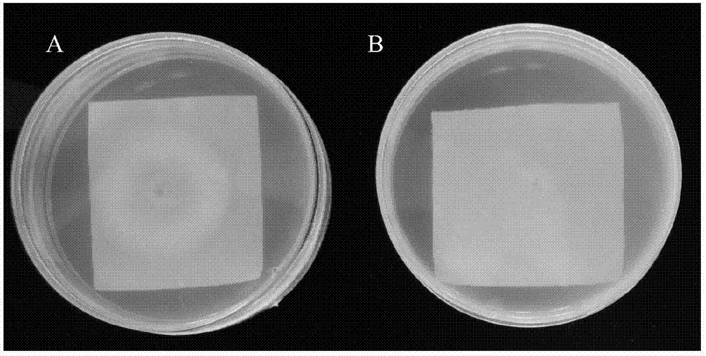 开云电竞官方网站