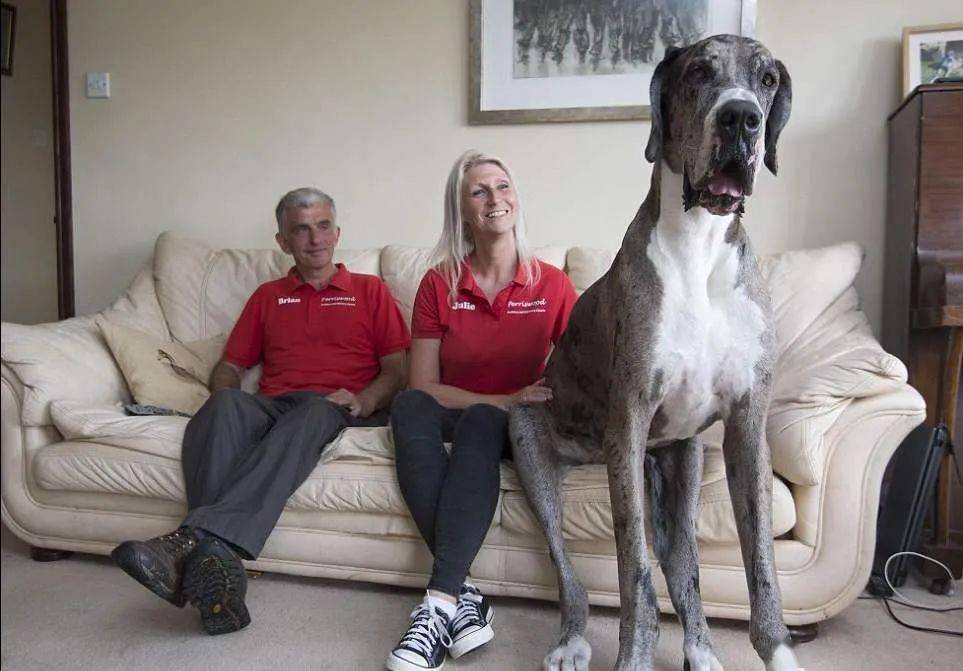 
世界上最大的犬种 最高的和姚明一样高|开云电竞(图4)