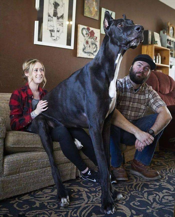 
世界上最大的犬种 最高的和姚明一样高|开云电竞(图5)