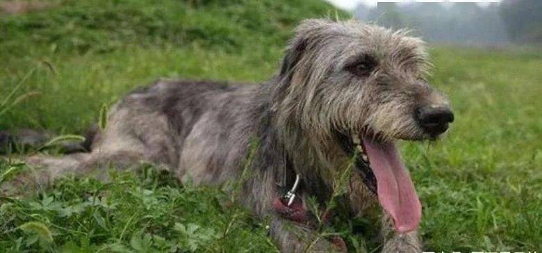 
世界上最大的犬种 最高的和姚明一样高|开云电竞(图10)