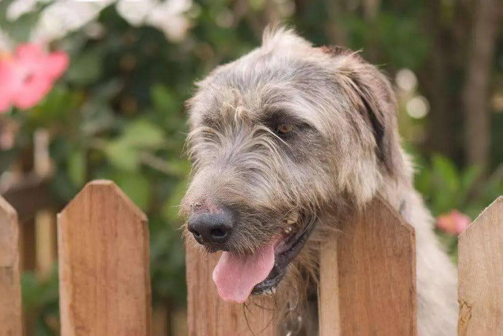 
世界上最大的犬种 最高的和姚明一样高|开云电竞(图11)