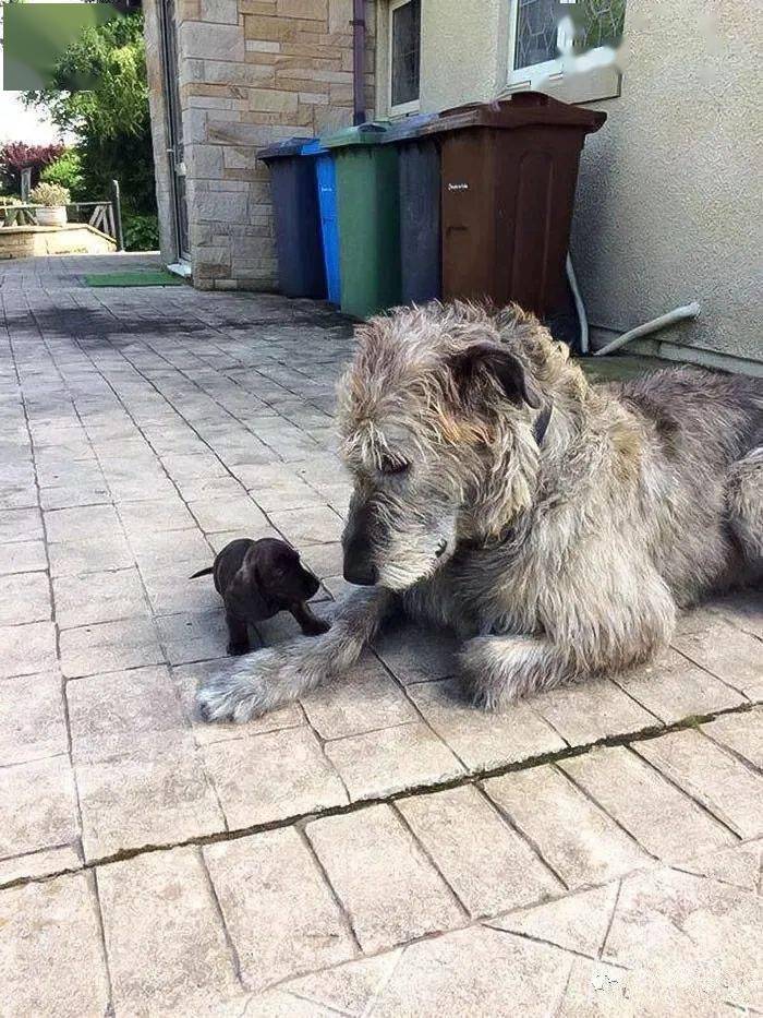 
世界上最大的犬种 最高的和姚明一样高|开云电竞(图12)